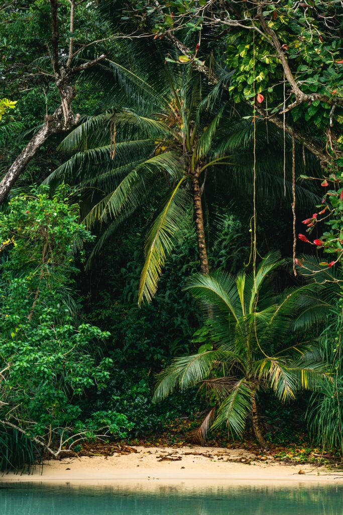 Dense Jamaica Rainforest