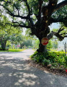 Large Oak tree growing in road.