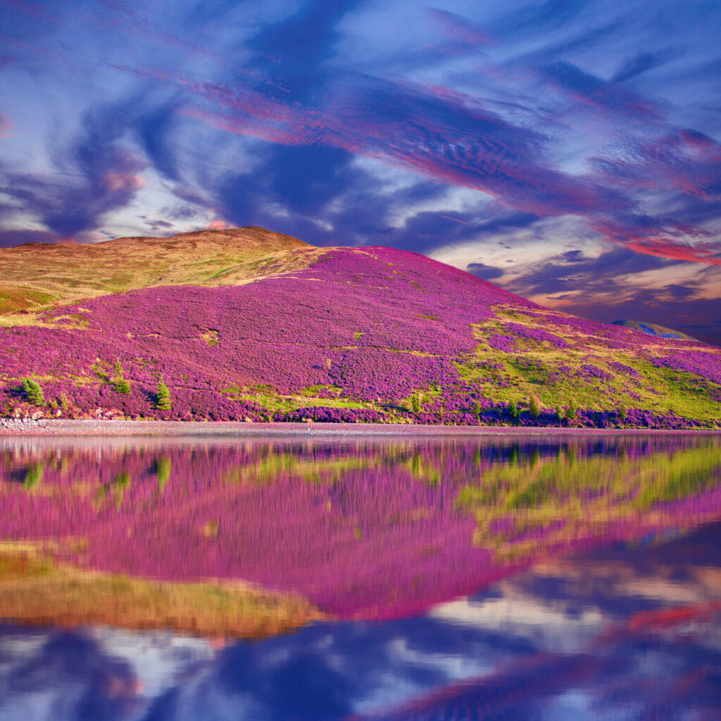 Colorful landscape scenery of Pentland hills slope covered by purple heather