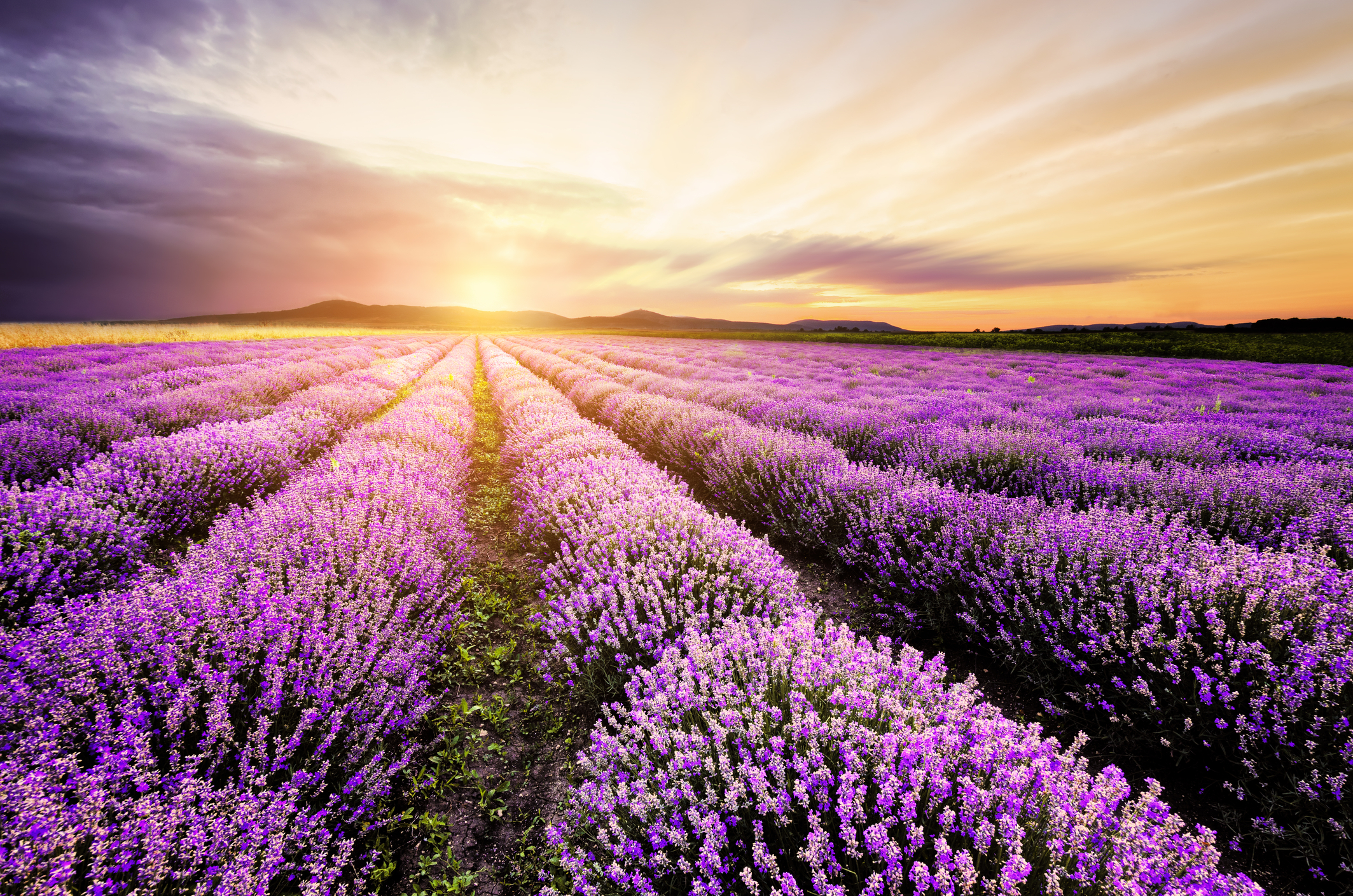 Lavender sunrise, fields of lavender, intention for a beautiful day